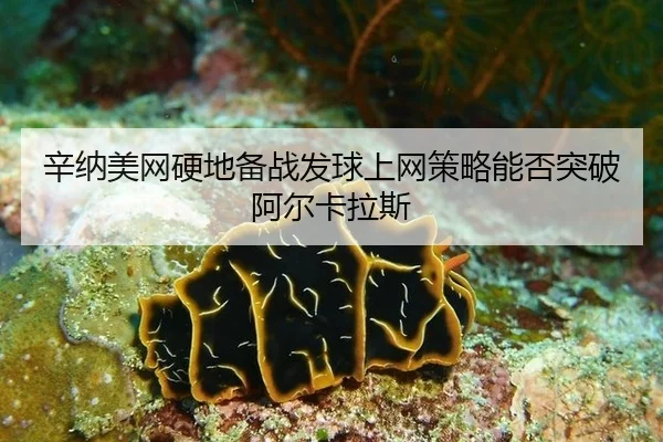 xin-na-mei-wang-ying-di-bei-zhan-fa-qiu-shang-wang-ce-lve-neng-fou-tu-po-a-er-ka-la-si-1-337.jpg